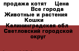 продажа котят  › Цена ­ 15 000 - Все города Животные и растения » Кошки   . Калининградская обл.,Светловский городской округ 